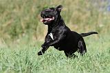 STAFFIE 076